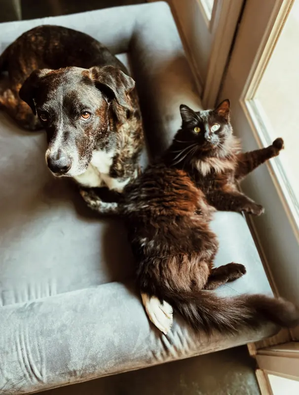 Cachorro e gato descansando juntos em uma cadeira