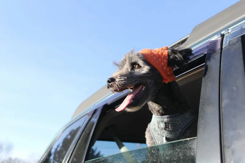 Cachorro olhando pela janela do carro